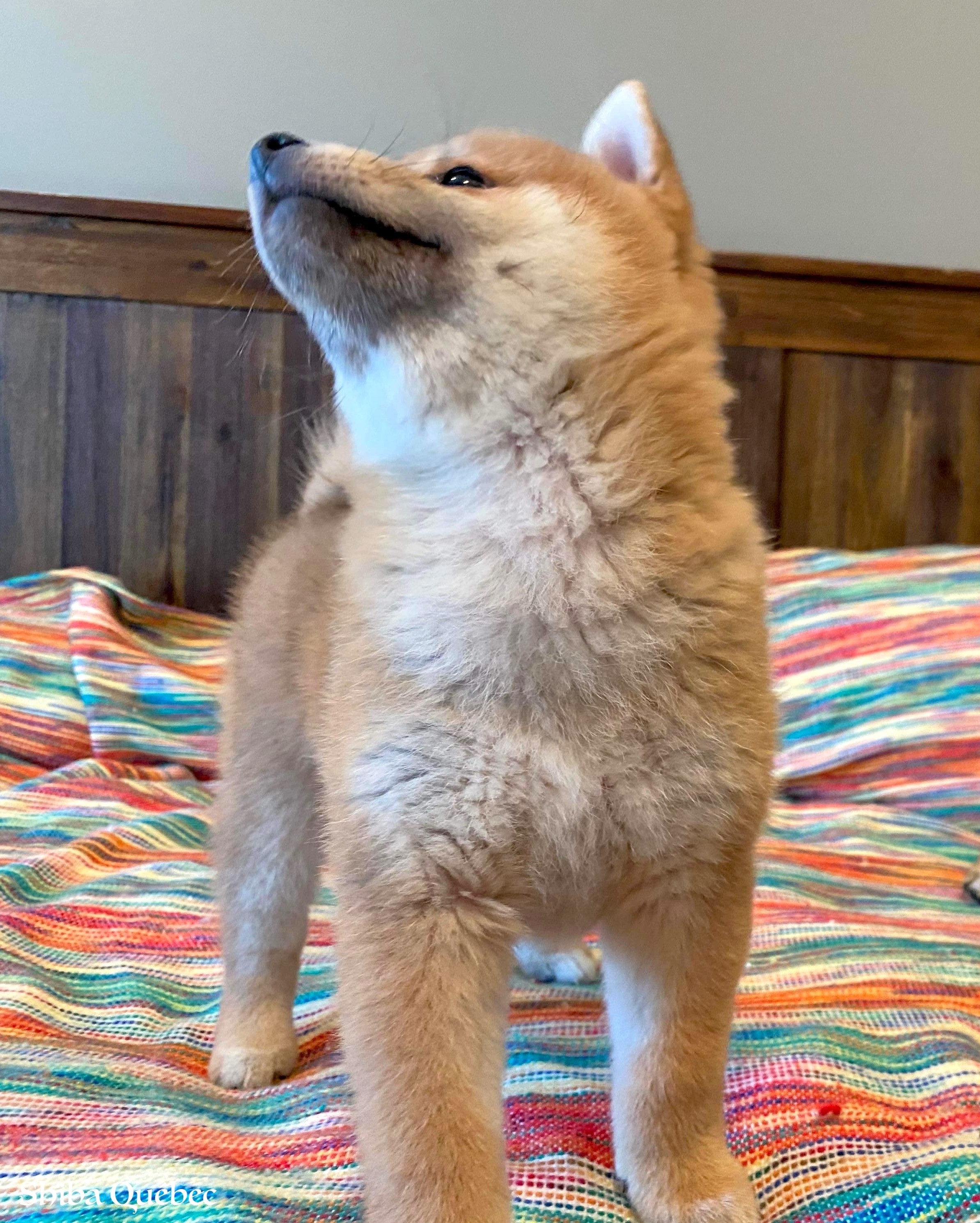 Kaiko