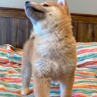 Kaiko