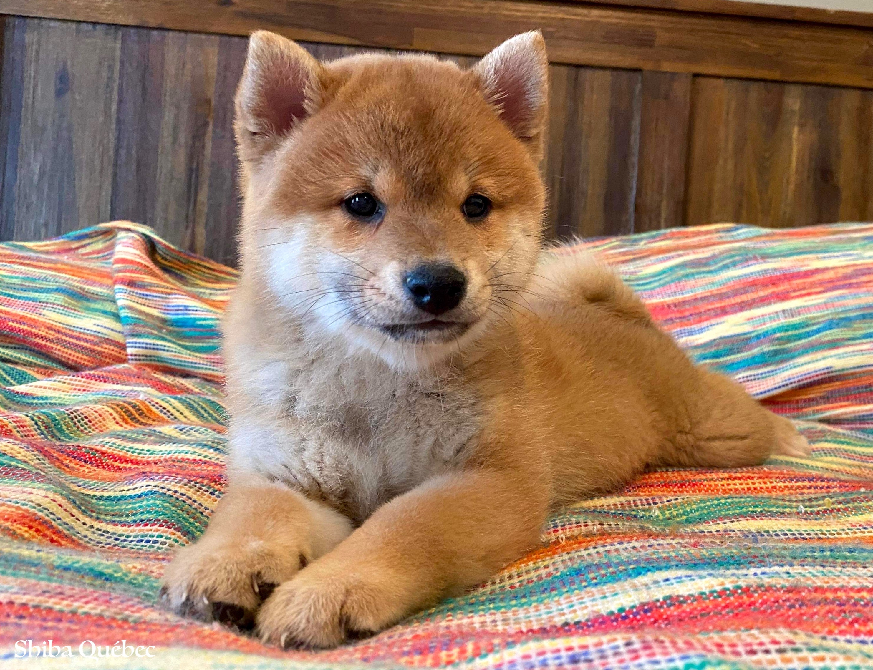 Kaiko