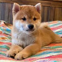 Kaiko