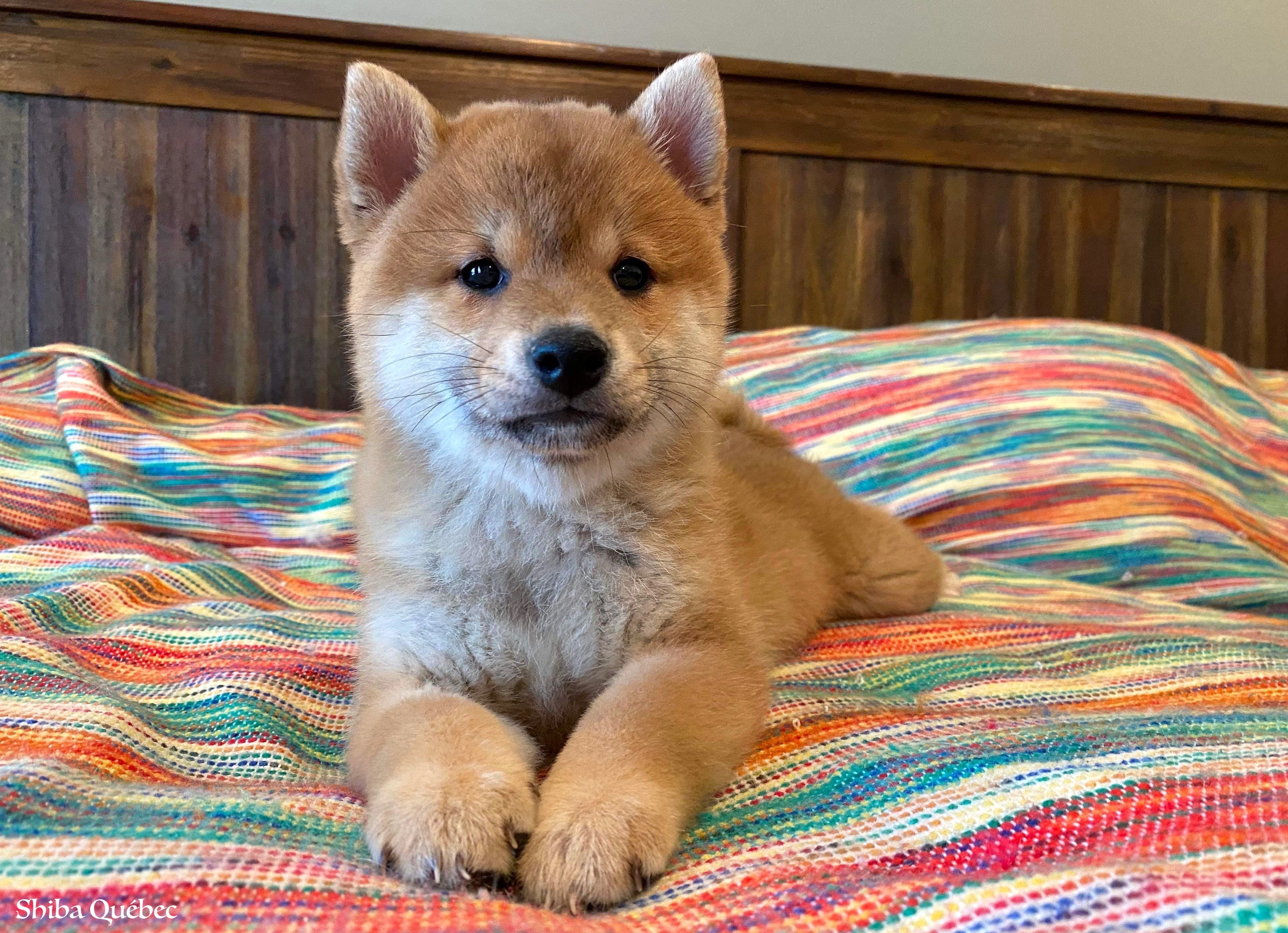 Kaiko