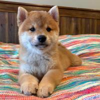 Kaiko