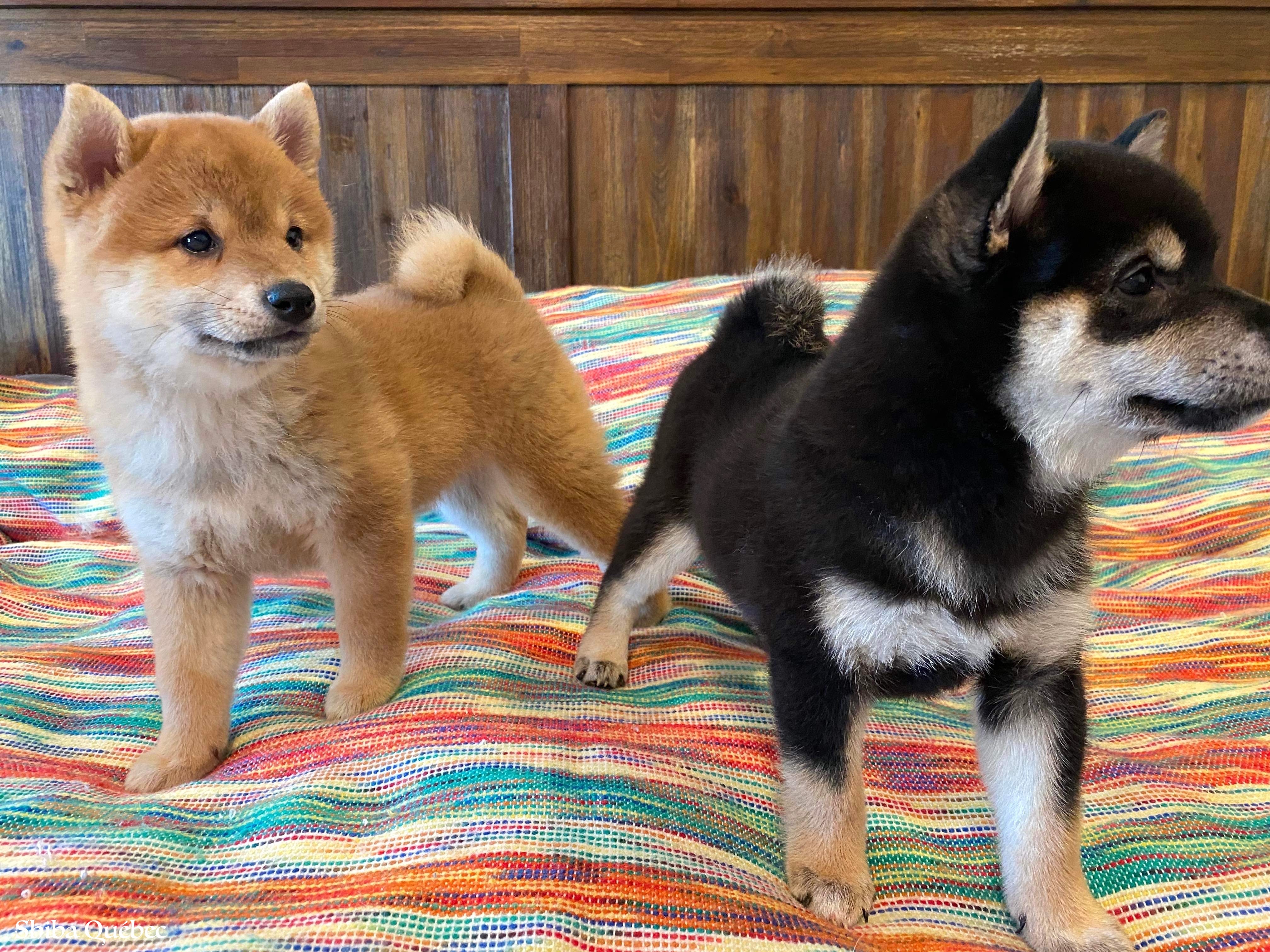 Tokyo et Kaiko