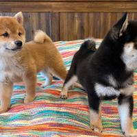 Tokyo et Kaiko