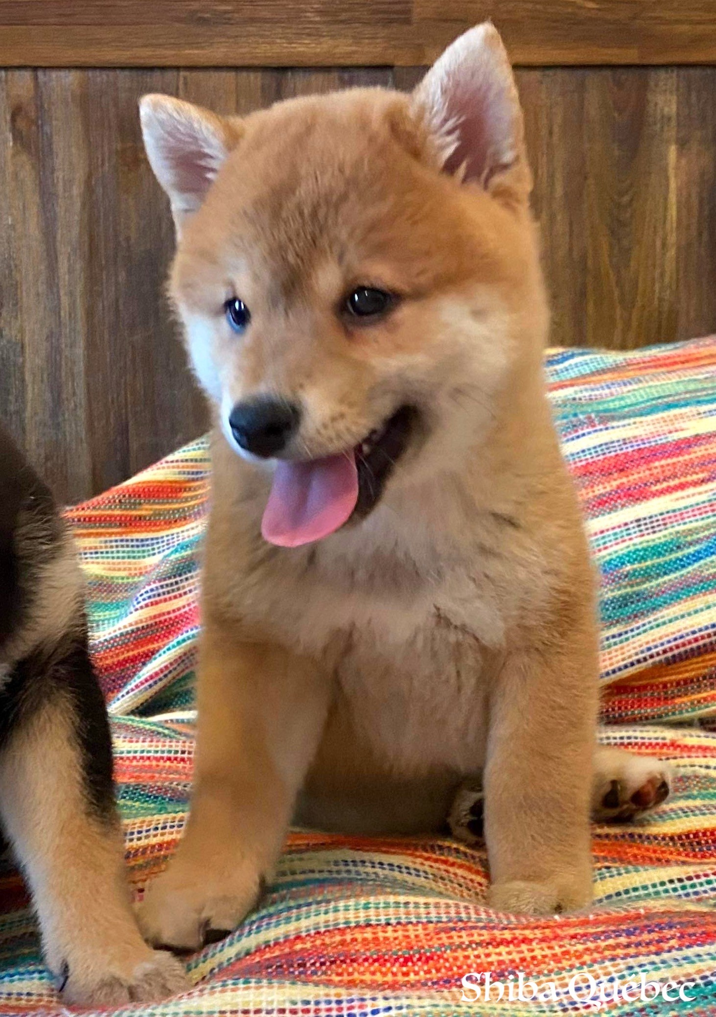 Kaiko