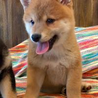 Kaiko