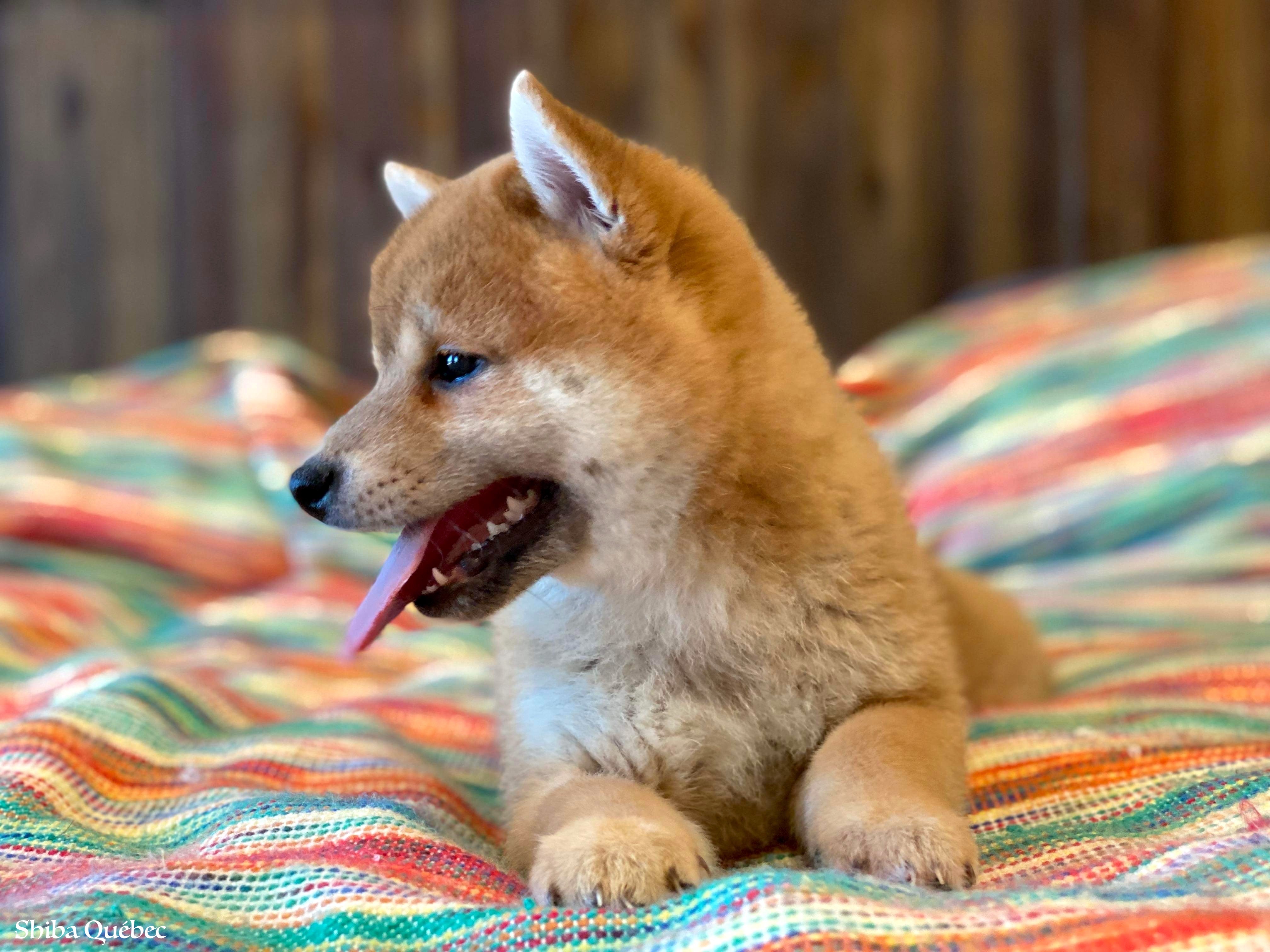 Kaiko
