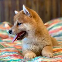 Kaiko