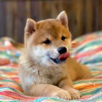 Kaiko