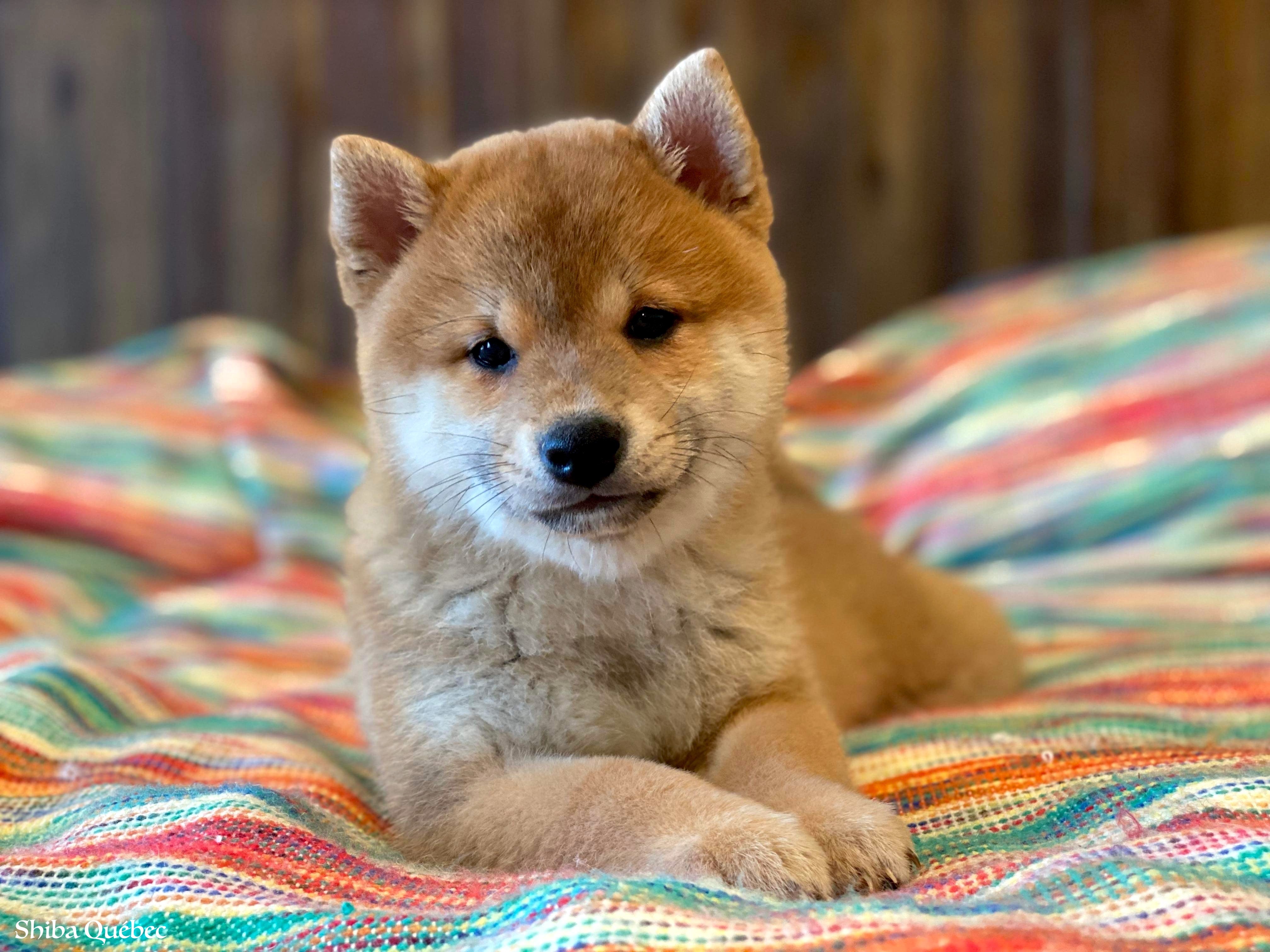 Kaiko