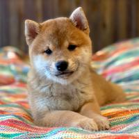 Kaiko