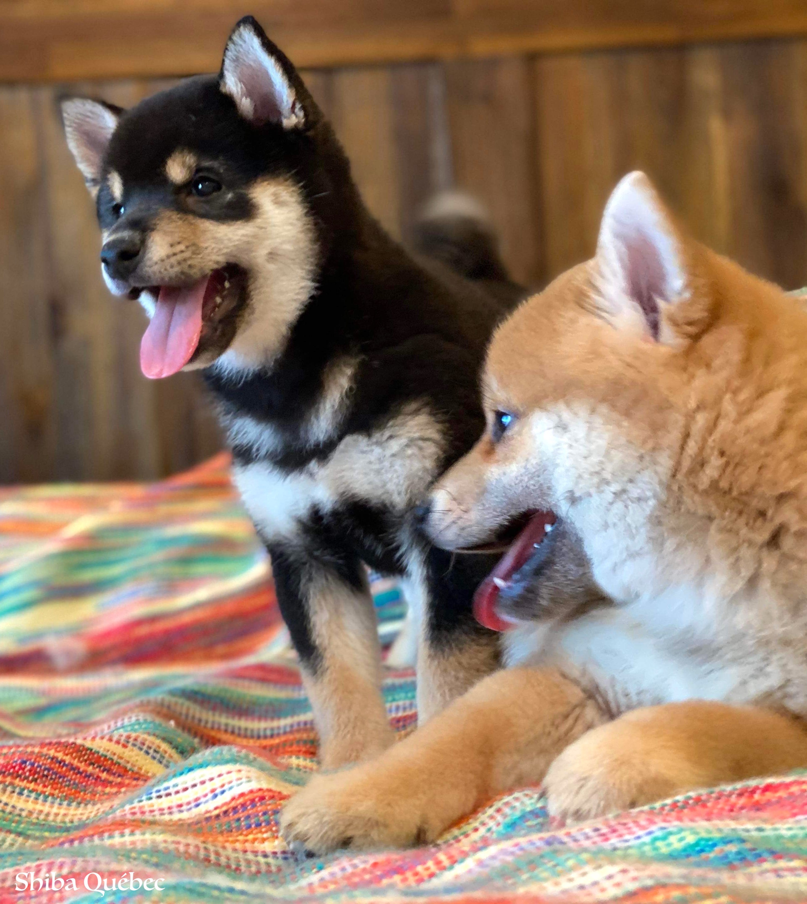 Tokyo et Kaiko
