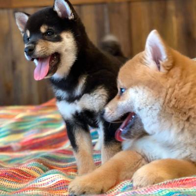Tokyo and Kaiko