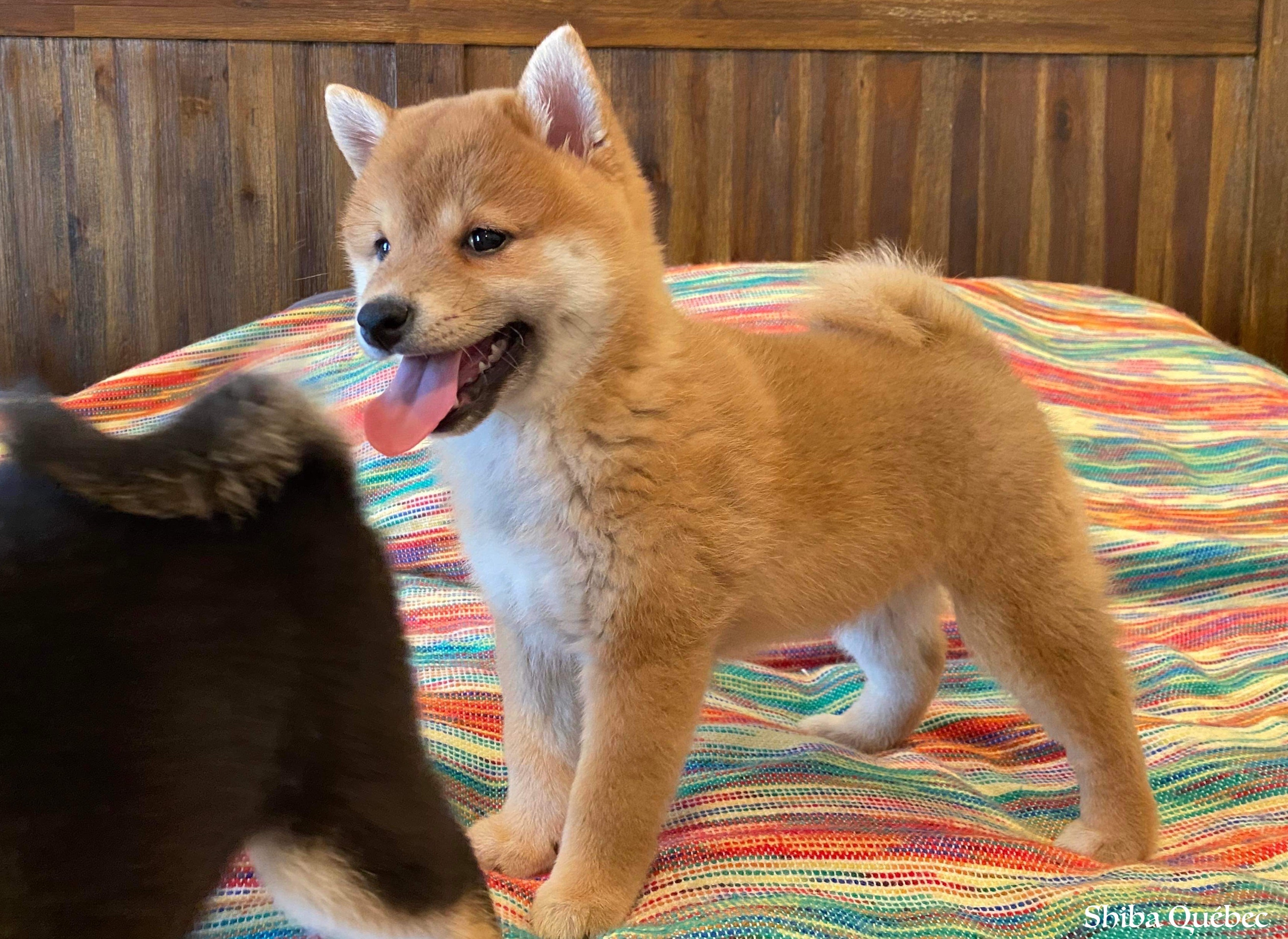 Kaiko