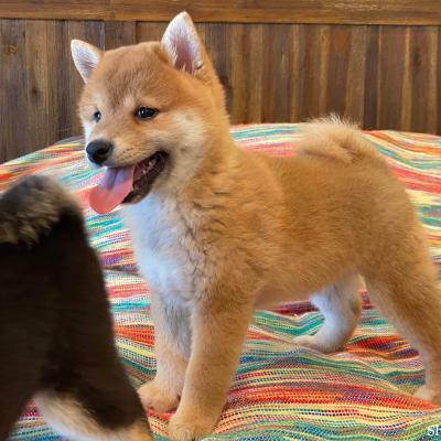 Kaiko