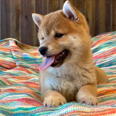 Kaiko