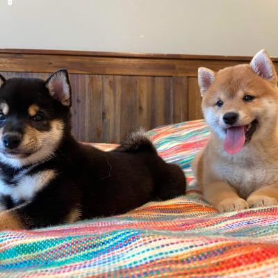 Tokyo and Kaiko