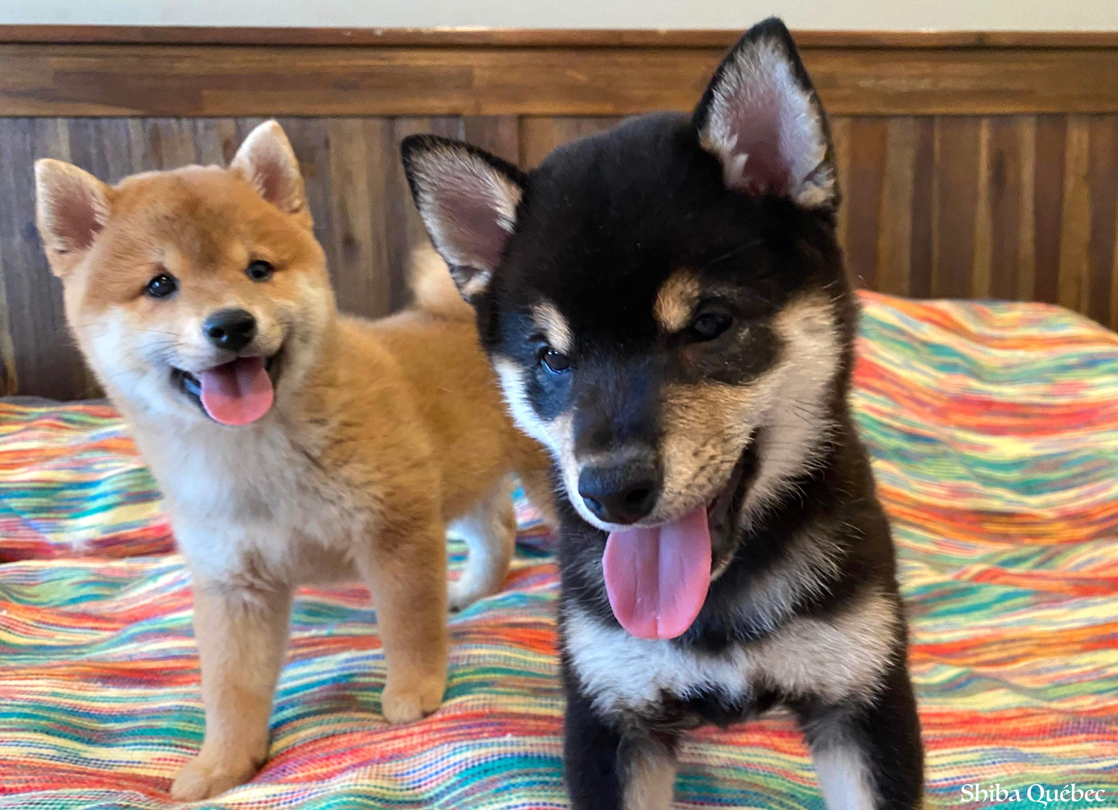 Tokyo et Kaiko