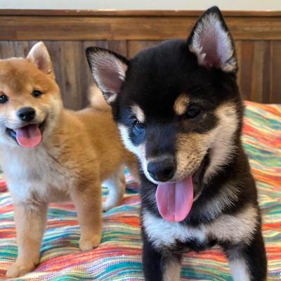 Tokyo and Kaiko