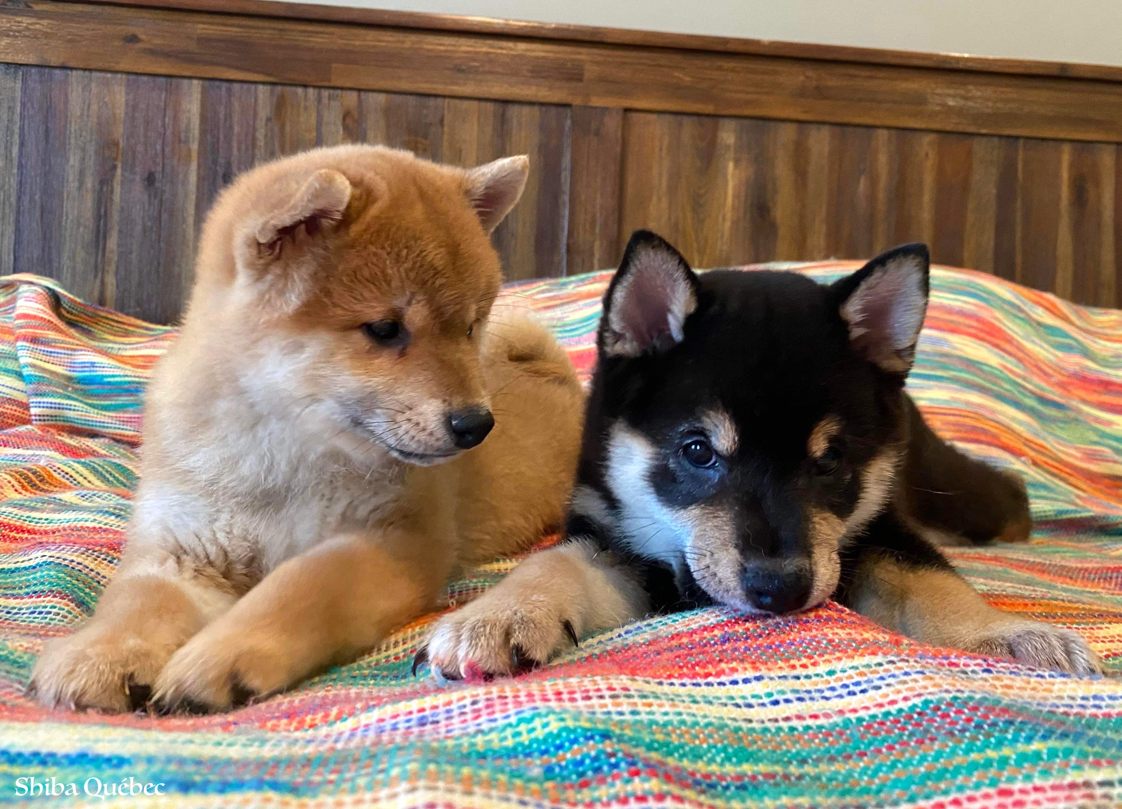 Tokyo and Kaiko