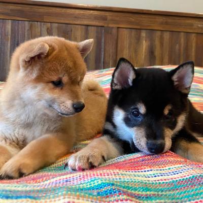 Tokyo and Kaiko