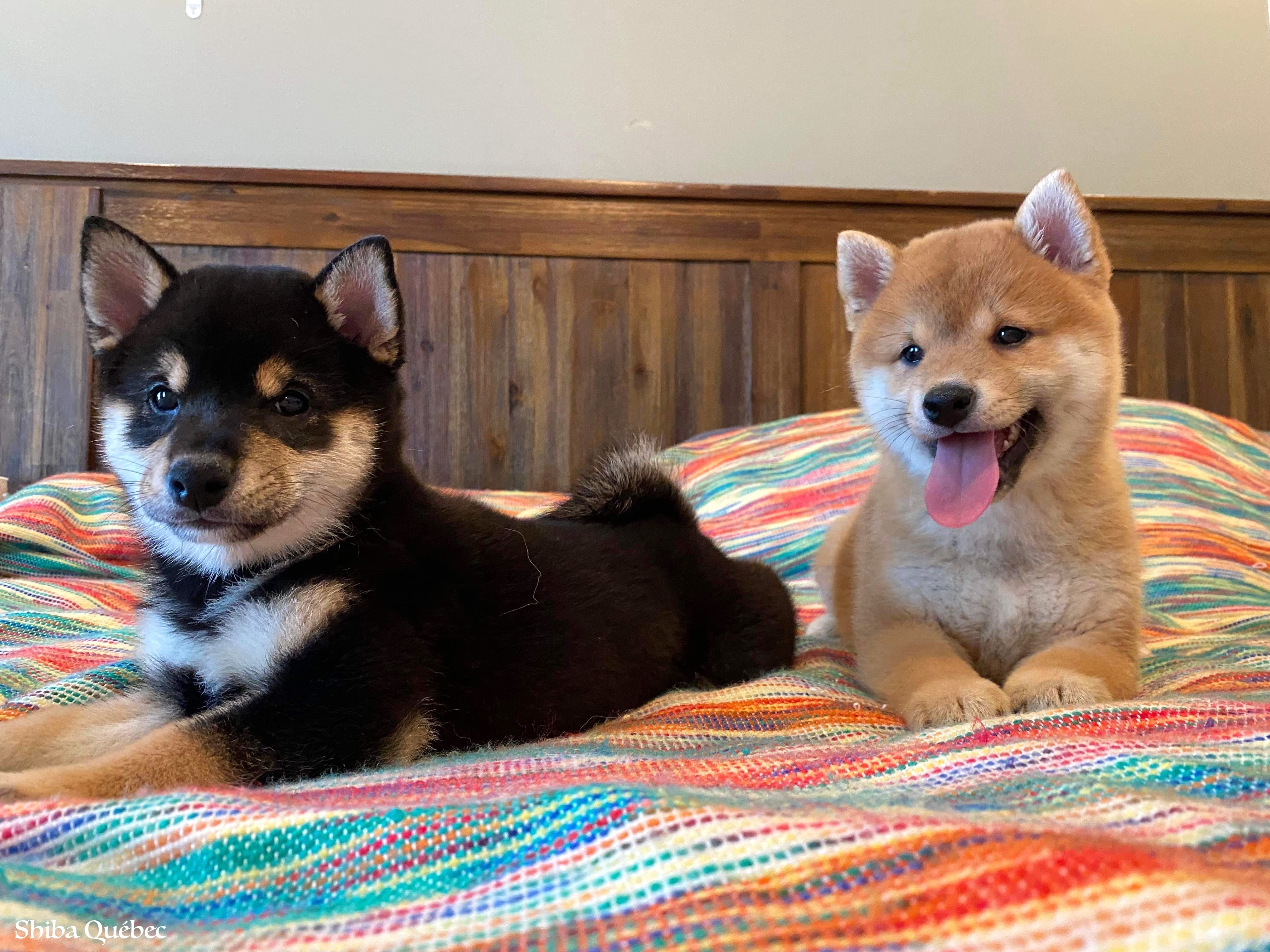 Tokyo and Kaiko