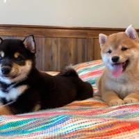 Tokyo et Kaiko