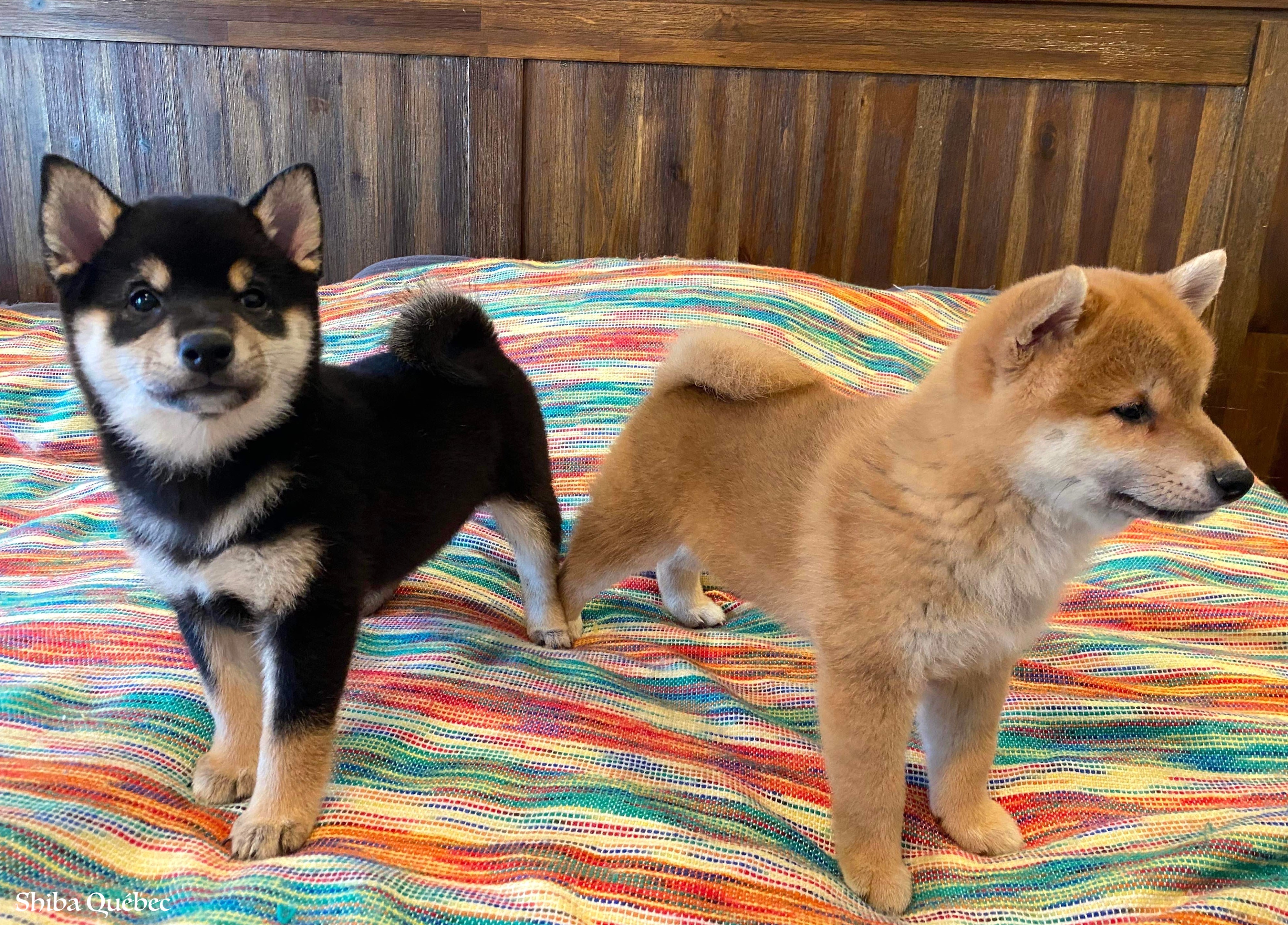 Tokyo et Kaiko