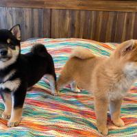 Tokyo et Kaiko