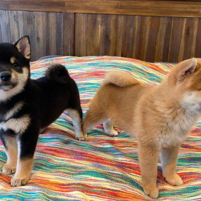 Tokyo and Kaiko