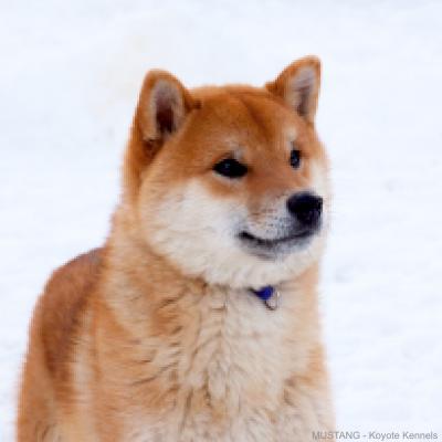 Our Shiba Inu