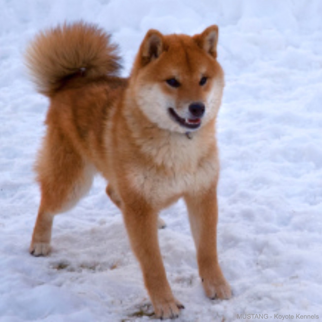 Mustang - Koyote Kennels