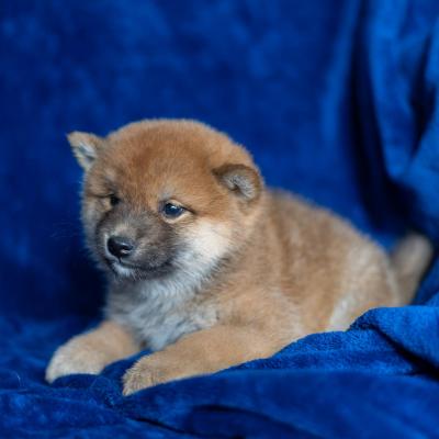 Baby Cherokee 2