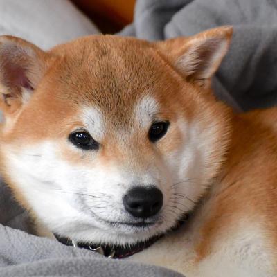 Kuma - Shiba Quebec