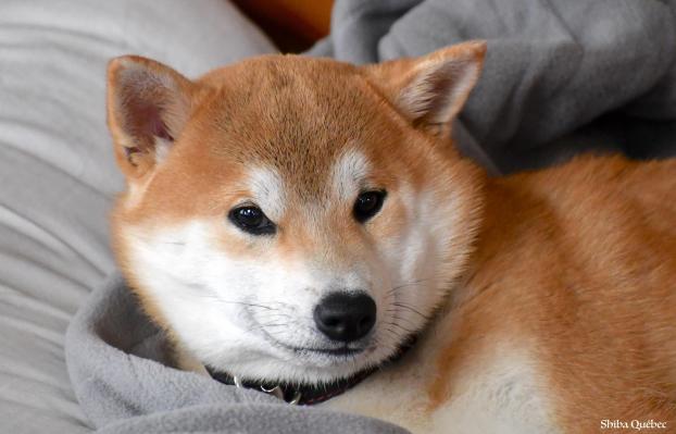 Kuma - Shiba Quebec