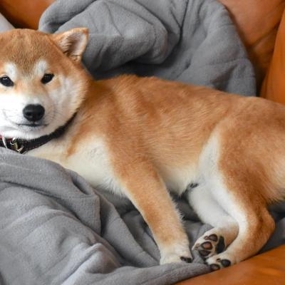 Kuma - Shiba Quebec