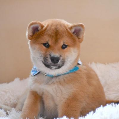 Jixy 8 weeks  - Shiba Quebec