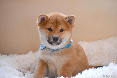 Jixy 8 weeks  - Shiba Quebec