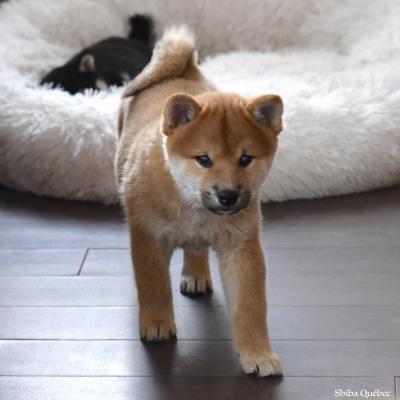 Jixy 8 weeks  - Shiba Quebec