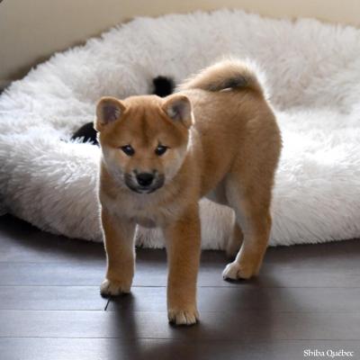 Jixy 8 weeks  - Shiba Quebec