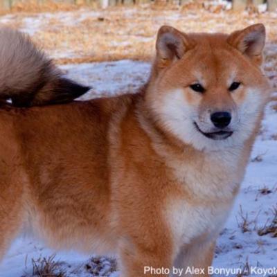 Juniper - Koyote Kennels