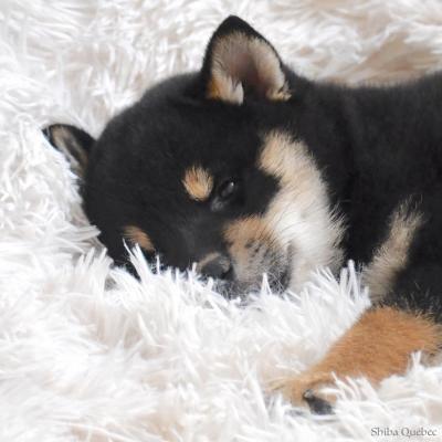 Maja 8 weeks - Shiba Quebec