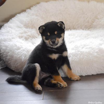 Maja 8 weeks - Shiba Quebec