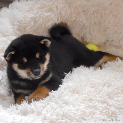 Maja 8 weeks  - Shiba Quebec