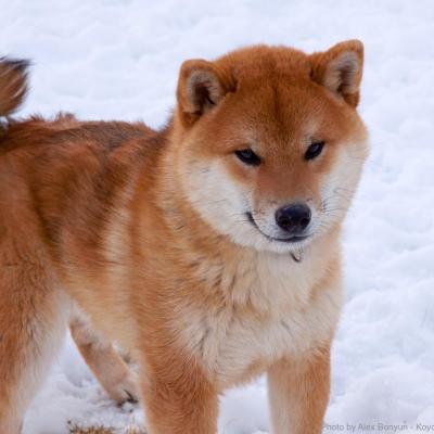 Mustang - Koyote Kennels