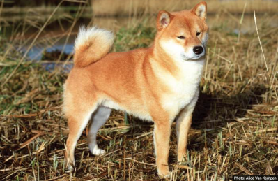 Shiba Inu - CKC