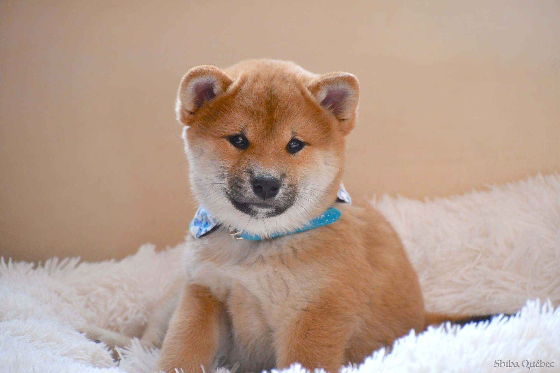 Shiba Quebec